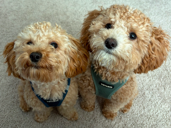 Lasting Law & Land Mascots Harry & Winston