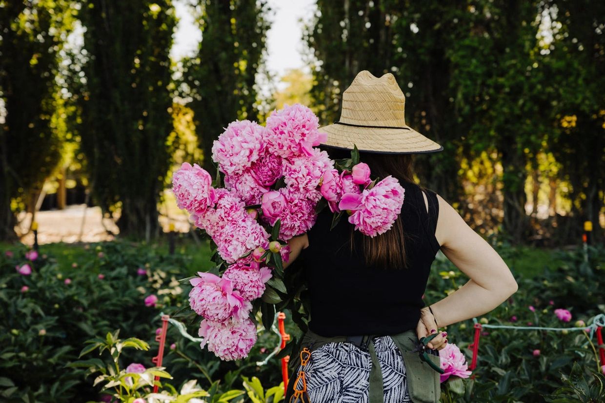Person holding a large bunch of pink flowers in a garden.