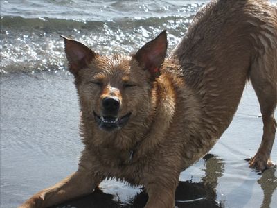 Steve at the beach with Belltown Dog walker.