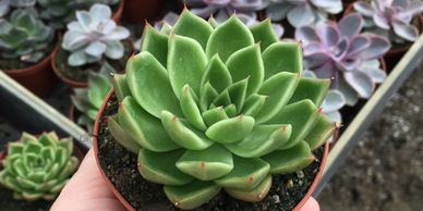 Tampa Home and garden vendors, tampa local plant shops, tampa succulents