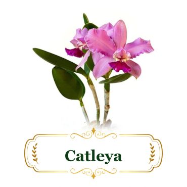 Pink Cattleya orchid flowers with green leaves and stems.