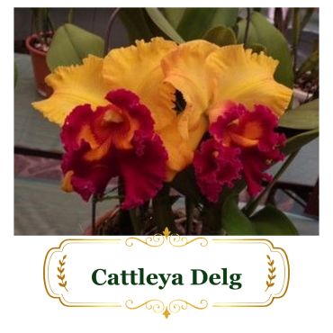 Vibrant Cattleya Delg orchid with yellow and deep red petals.