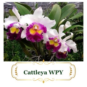 Vibrant Cattleya WPY orchids with white petals and purple-yellow centers.