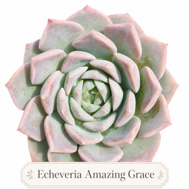 Close-up of Echeveria Amazing Grace succulent.