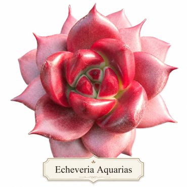 Rare Red Echeveria Aquarias succulent plant.