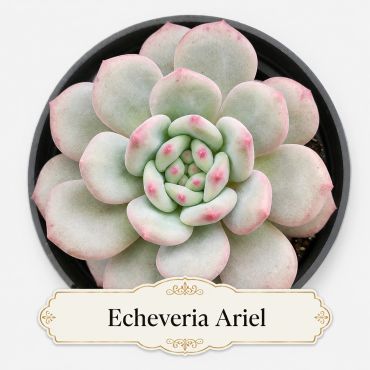Close-up of an Beautiful Echeveria Ariel succulent plant in a 4 inch Pot.