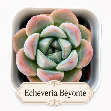 Close-up of Echeveria Beyonte succulent plant.