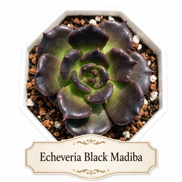 Rare, exotic Echeveria Black Madiba succulent in a 4 inch pot.