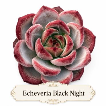 Beautiful Close-up of Echeveria Black Night succulent.