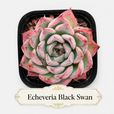 Rare, exotic Echeveria Black Swan succulent plant with pink-tipped leaves.