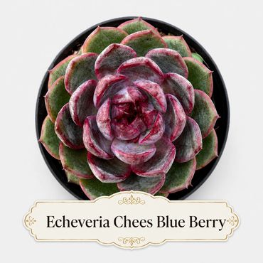 Rare, exotic Echeveria Chees Blue Berry succulent plant in 4 inch pot.