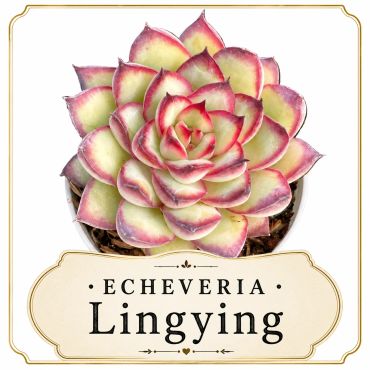 Echeveria Lingying rare succulent plant with red-tipped leaves.