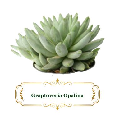 Close-up of Graptoveria Opalina succulent plant with thick, fleshy leaves.