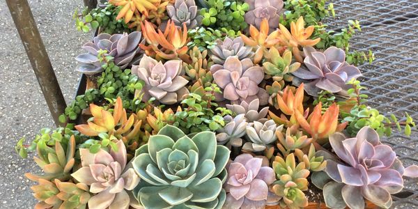Top Trending Succulents and Cacti