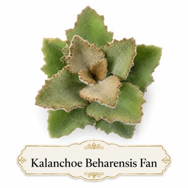 Kalanchoe Beharensis Fan succulent plant with fuzzy, scalloped leaves. Landscaping focal point