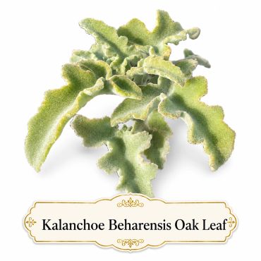 Kalanchoe beharensis oak leaf with fuzzy, textured green leaves. Landscape Focal Point.