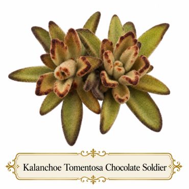 Kalanchoe Tomentosa Chocolate Soldier succulent with fuzzy leaves and brown edges. Mini Gardens plant