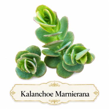 Kalanchoe Marnierana succulent with green leaves.