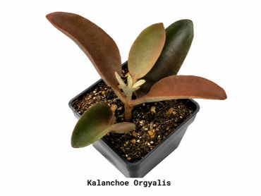 A potted Kalanchoe Orgyalis plant with thick leaves.Beautiful Landscaping Plant