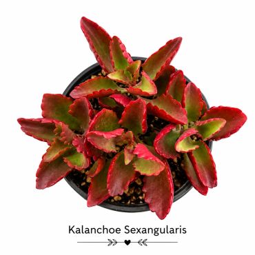 Kalanchoe Sexangularis succulent with vibrant red-edged leaves in a black pot.