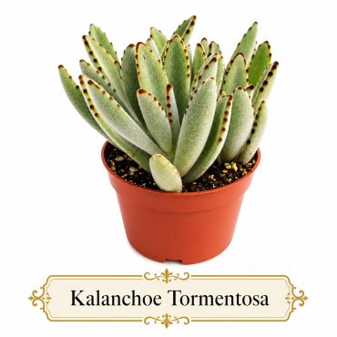 Kalanchoe Tormentosa succulent with fuzzy leaves in a terracotta pot.