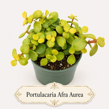 Portulacaria Afra Aurea succulent with yellow-green leaves in a green pot.
