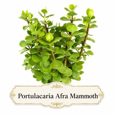 A lush Portulacaria Afra Mammoth plant with thick green leaves.