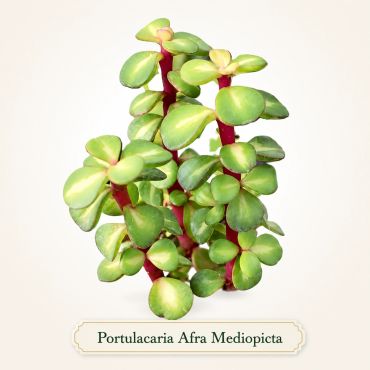 Portulacaria Afra Mediopicta succulent with green and yellow leaves and red stems.