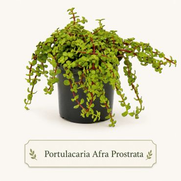 Portulacaria Afra Prostrata succulent plant in black pot.