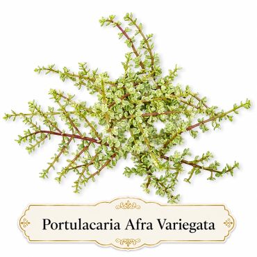 Portulacaria Afra Variegata succulent plant with green and cream leaves.