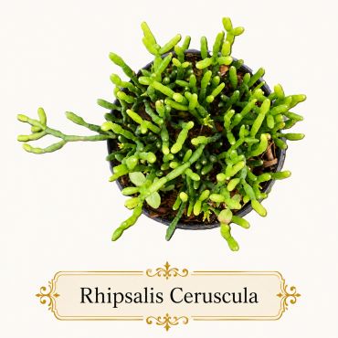 Top view of a Rhipsalis Ceruscula succulent plant in a pot.
