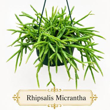 A lush Rhipsalis Micrantha hanging plant with vibrant green stems.