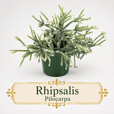Potted Rhipsalis Pilocarpa with green segmented stems on a white background.