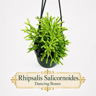 Rhipsalis Salicornoides plant, also called Dancing Bones, in a hanging pot.