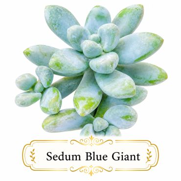 Close-up of Sedum Blue Giant succulent with blue-green leaves.