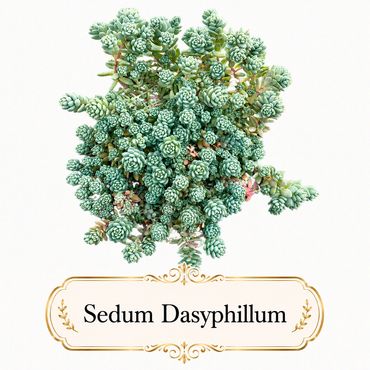 Top view of Sedum dasyphyllum succulent plant with blue-green leaves.