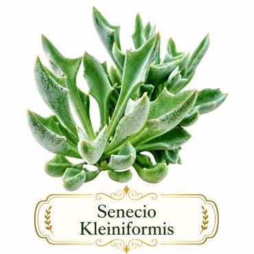 Close-up of Senecio Kleiniformis succulent plant with thick green leaves.
