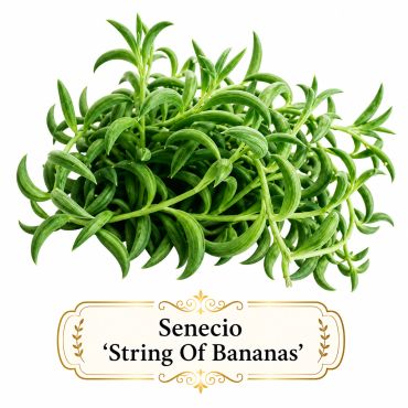 Senecio 'String of Bananas' succulent plant with curved green leaves. House Hanging Plant