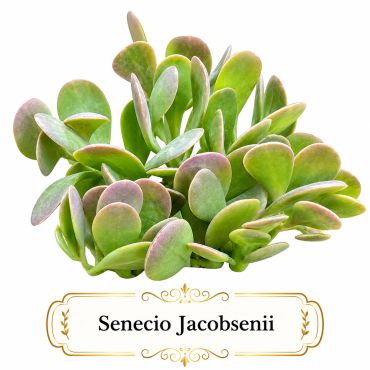 Senecio Jacobsenii succulent with thick, rounded green leaves. Trealing Kalanchoe