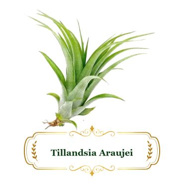 Tillandsia Arauji air plant with green, spiky leaves.