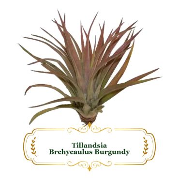 Tillandsia Brachycaulus Burgundy air plant with burgundy leaves.