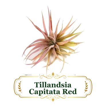 Tillandsia Capitata Red medium air plant with pointed red and yellow leaves.