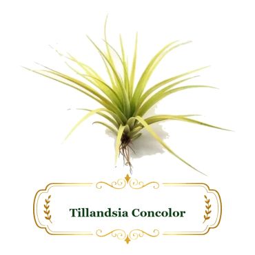 Tillandsia Concolor air plant with spiky green leaves.