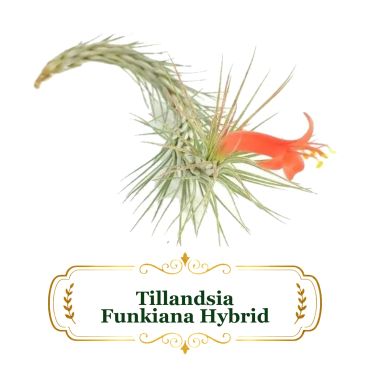 Tillandsia Funkiana Hybrid air plant with orange flower.