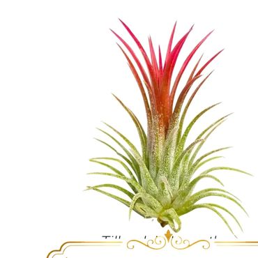 Tillandsia Ionantha small air plant with green and red leaves singles and clusters.
