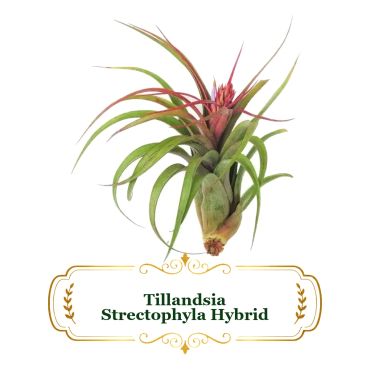 Tillandsia Strectophylla Hybrid air plant with green leaves and pink flower.