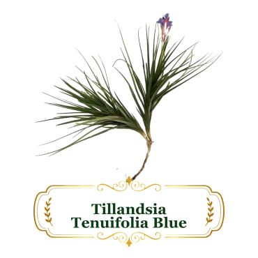 Tillandsia Tenuifolia Blue air plant with thin leaves and small blue flower.