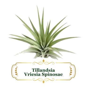 Tillandsia Vriesia Spinosae air plant with spiky green leaves very nice in wood arrangements and terrariums.