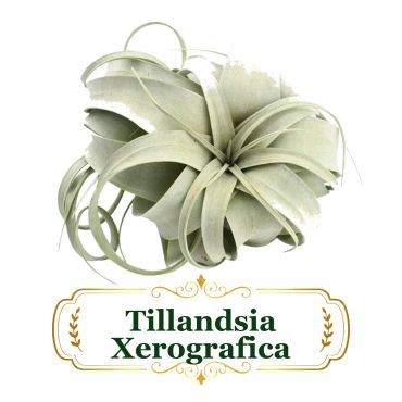 Tillandsia Xerografica big elegant air plant widely used.
