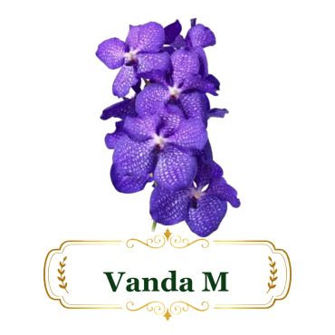 Close-up of vibrant purple Vanda orchid flowers with label.
